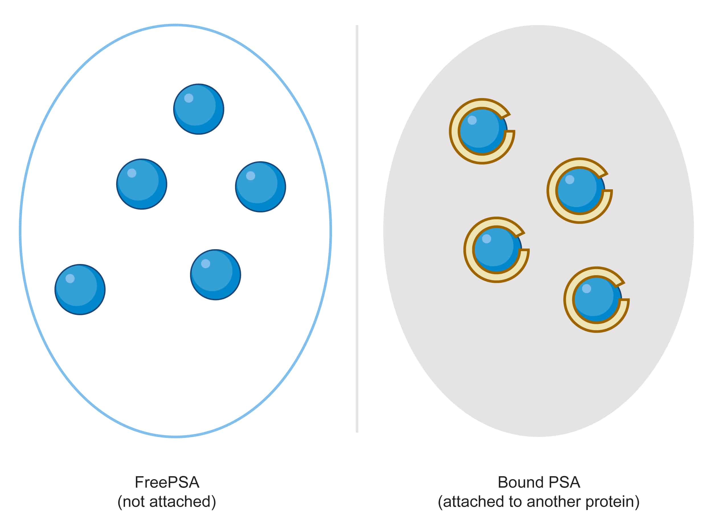 2.3a free versus bound PSA