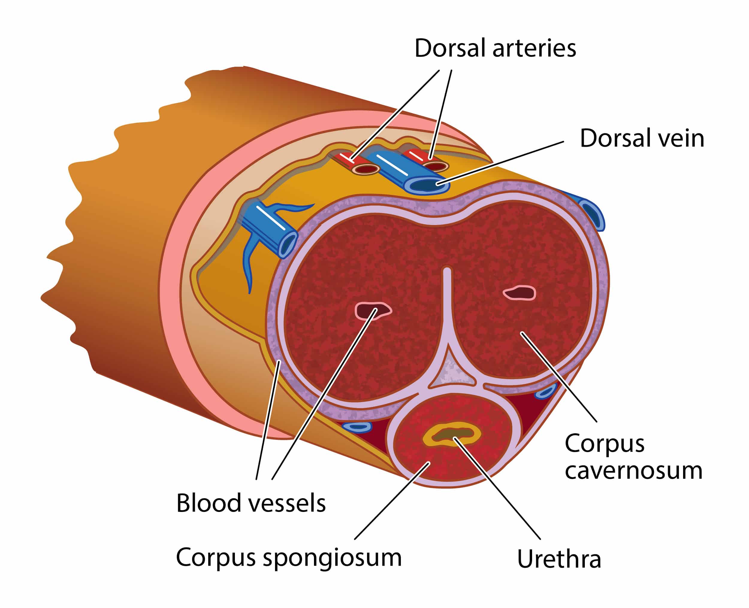 3.11a cross section of penis